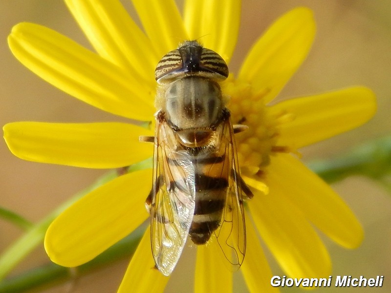 Eristalinus taeniops femmina (Syrphidae)